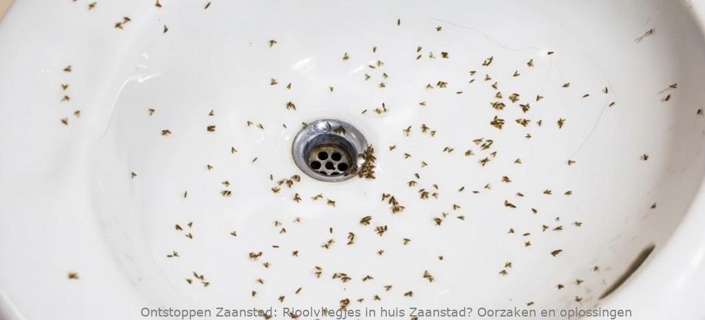 Rioolvliegjes in huis Zaanstad? Oorzaken en oplossingen
